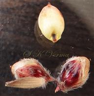  Spikelets with caryopsis